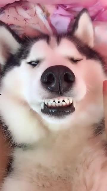 二哈可以吃吊瓜吗视频,揭秘狗狗吊瓜大餐的甜蜜瞬间