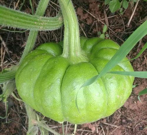 吃一天姜柄瓜能减肥吗视频,一天一瓜，真的能瘦吗？