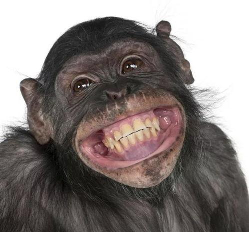 内娱吃瓜路人猩猩视频大全,揭秘热门视频背后的娱乐风云