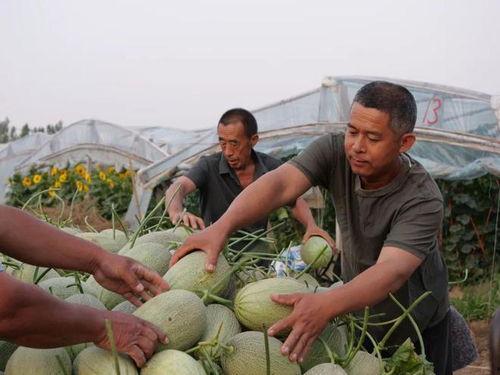 马家屯吃瓜视频最新消息,揭秘最新热点事件内幕