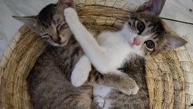 小猫吃瓜视频模板,小猫吃瓜视频，萌态十足，笑料百出！