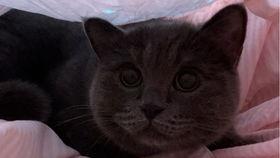 动漫吃瓜小猫咪视频,吃瓜小猫咪的动漫魅力大揭秘