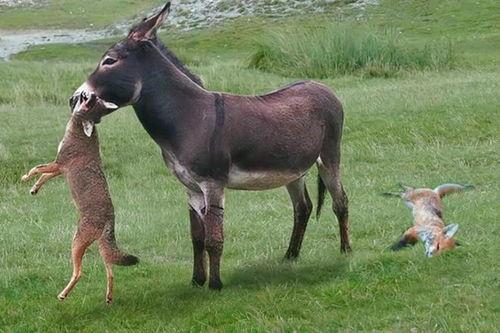精致的小驴吃瓜视频,趣味横生，带你领略田园生活