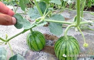 温州叶女士吃瓜视频,揭秘网络红人幕后生活