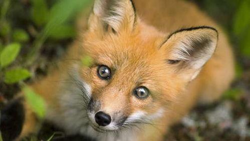 狐狸吃蜜瓜的视频,一场甜蜜的“意外”趣事