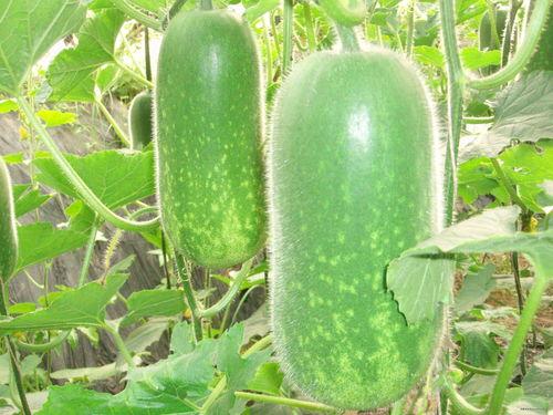 立秋吃烧瓜好吗视频播放,烧瓜美味助养生——视频播放揭秘